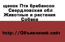 щенок Пти брабансон  - Свердловская обл. Животные и растения » Собаки   